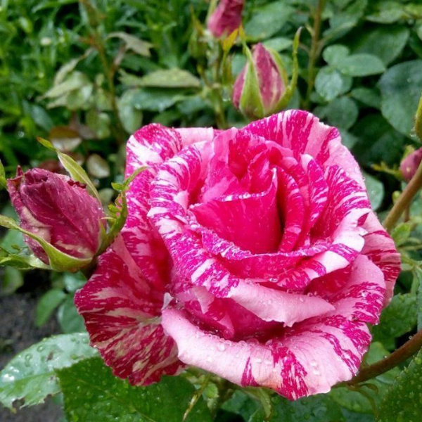 Основное изображение товара