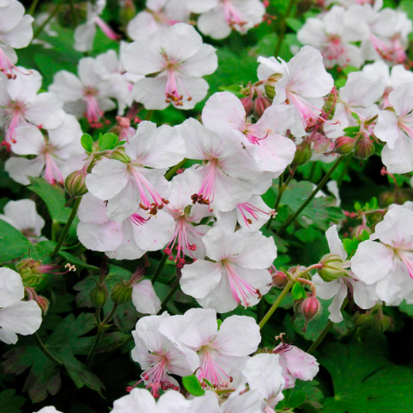 Основное изображение товара