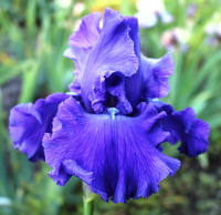 Ирис Honky Tonk Blues