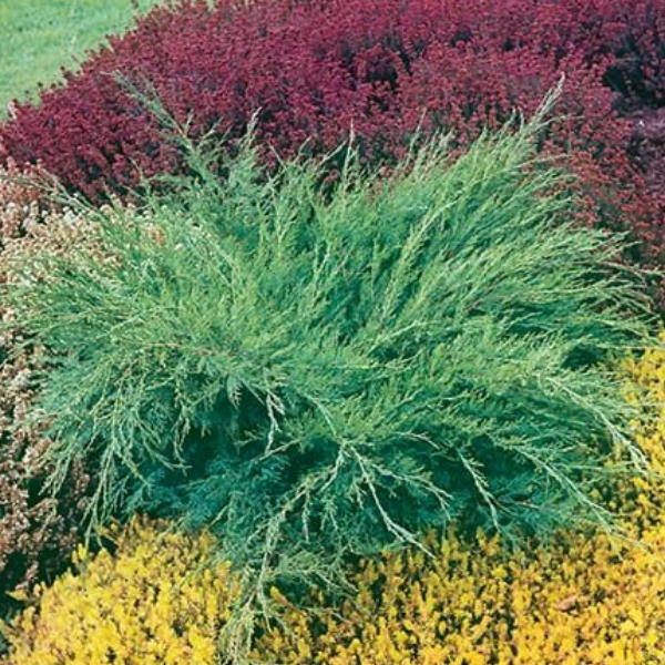 Основное изображение товара