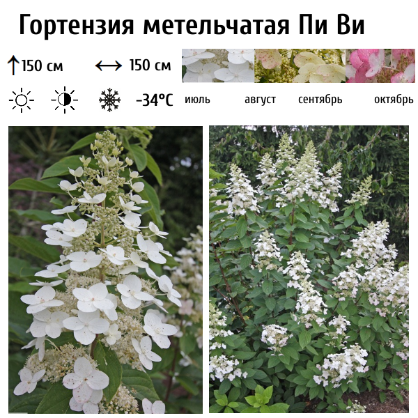 Гортензия метельчатая Пи Ви