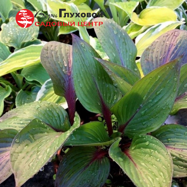 Основное изображение товара