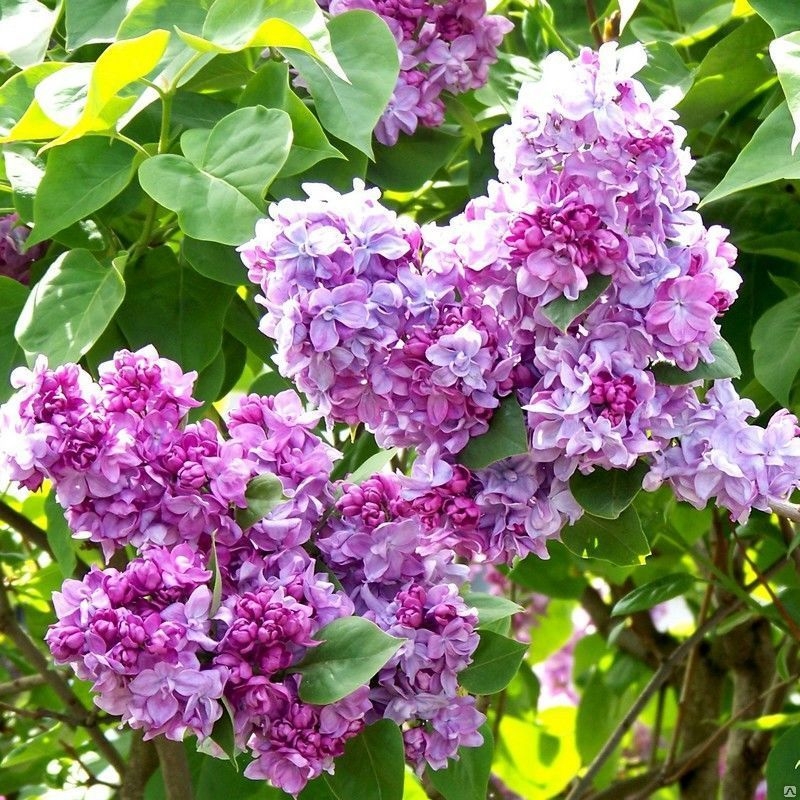 Сирень обыкновенная Катерина Хавемейер