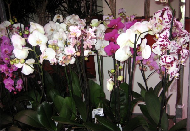 Уход за фаленопсисами Уход за фаленопсисами