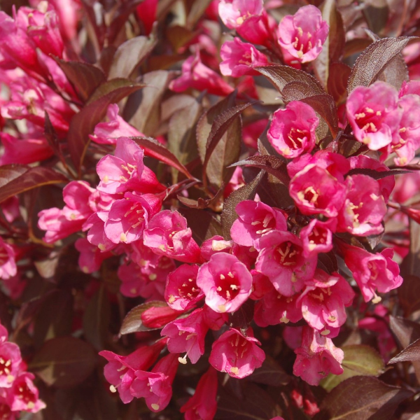 Основное изображение товара