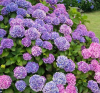 Сажаем гортензии в нашем центре