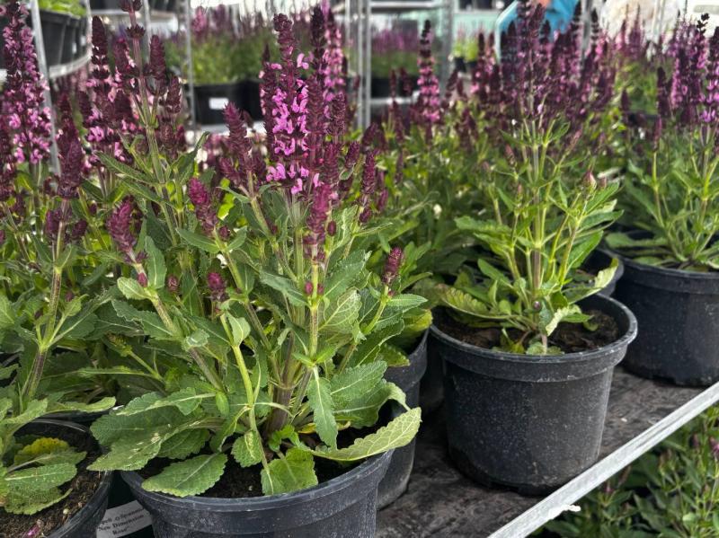 Новое поступление ароматных и полезных трав