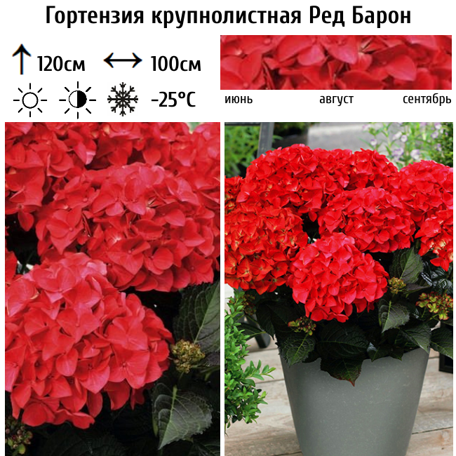 Гортензия крупнолистная Ред Барон