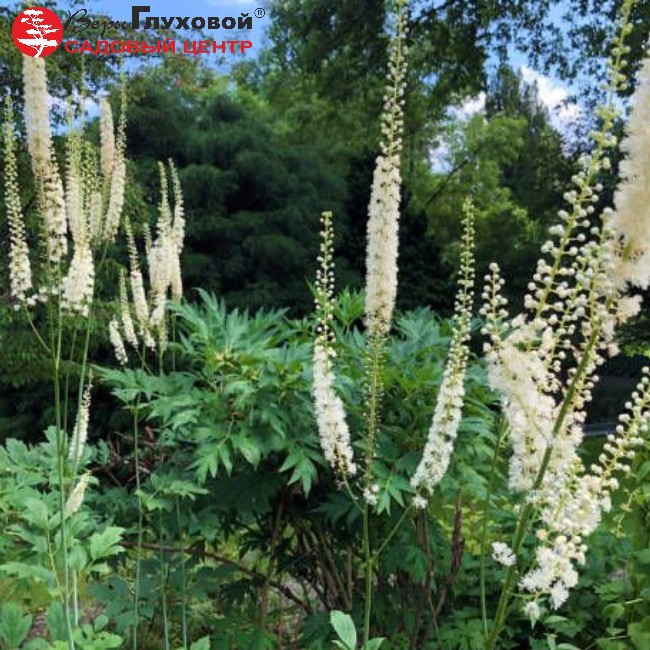 Основное изображение товара