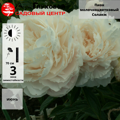 Основное изображение товара