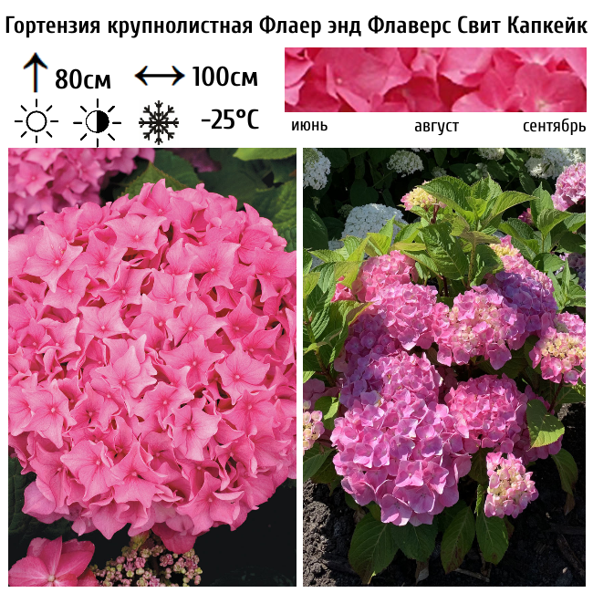 Основное изображение товара