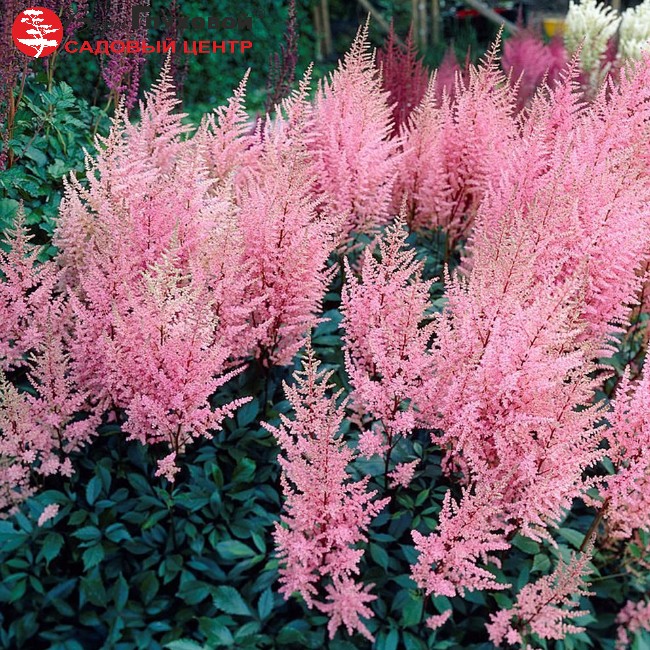 Основное изображение товара