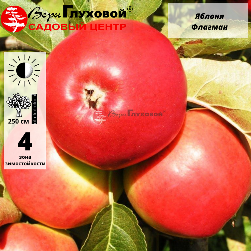 Яблоня Флагман (зимний сорт)