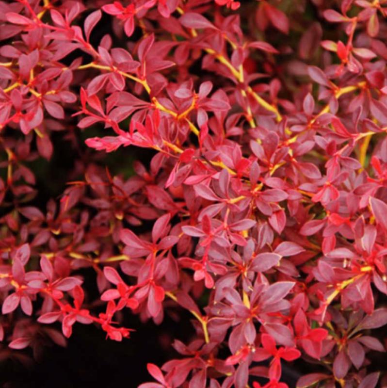 Основное изображение товара