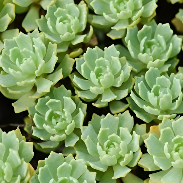 Основное изображение товара