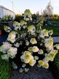 Самарская Лидия на закате