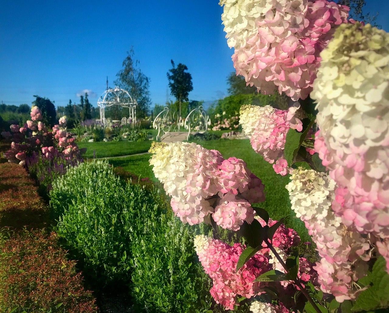 Самарская Лидия продолжает цвести Самарская Лидия продолжает цвести