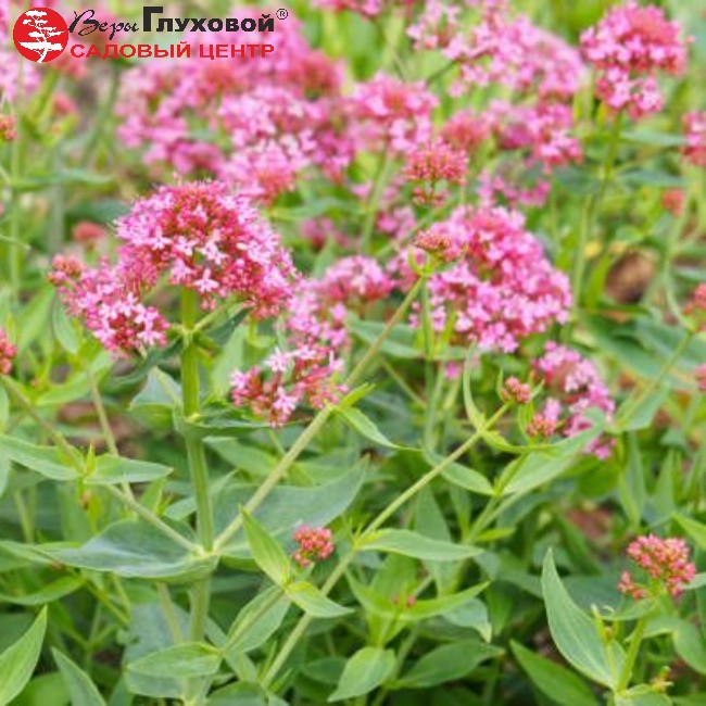 Основное изображение товара