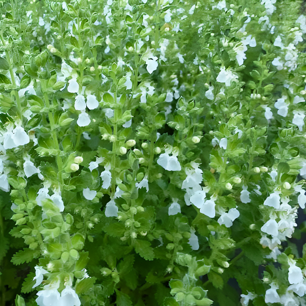 Дубровник обыкновенный Альбум