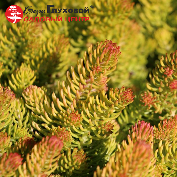 Основное изображение товара