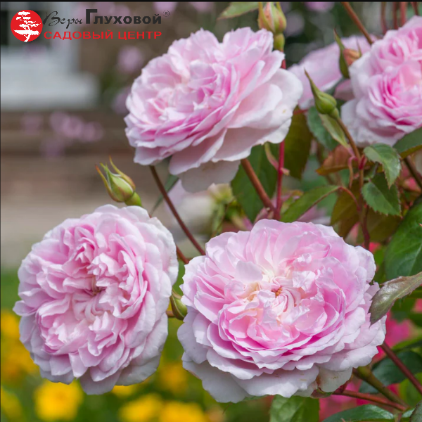 Роза флорибунда Д. Остин Silas Maner