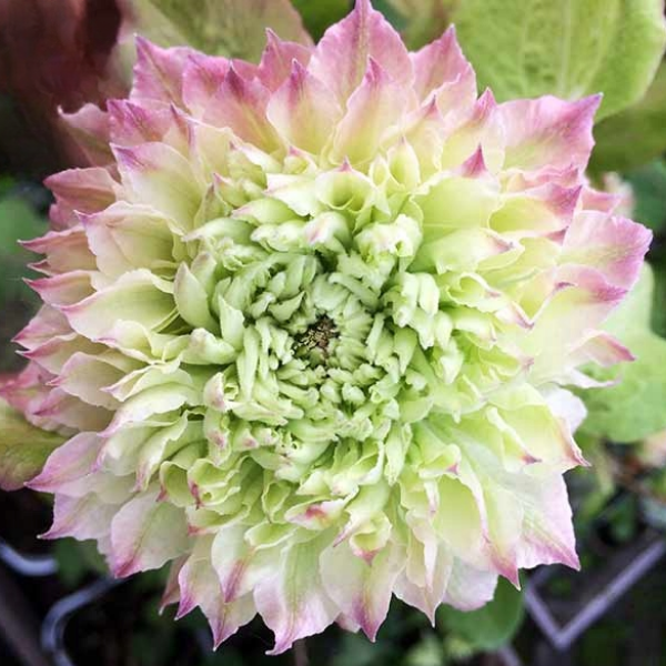 Основное изображение товара