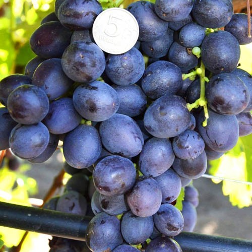 Основное изображение товара