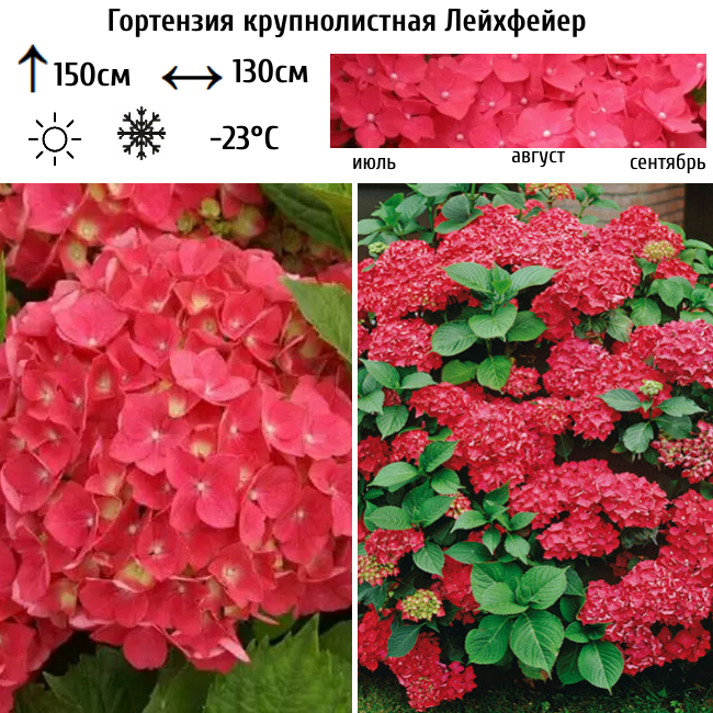 Гортензия крупнолистная Лейхфейер