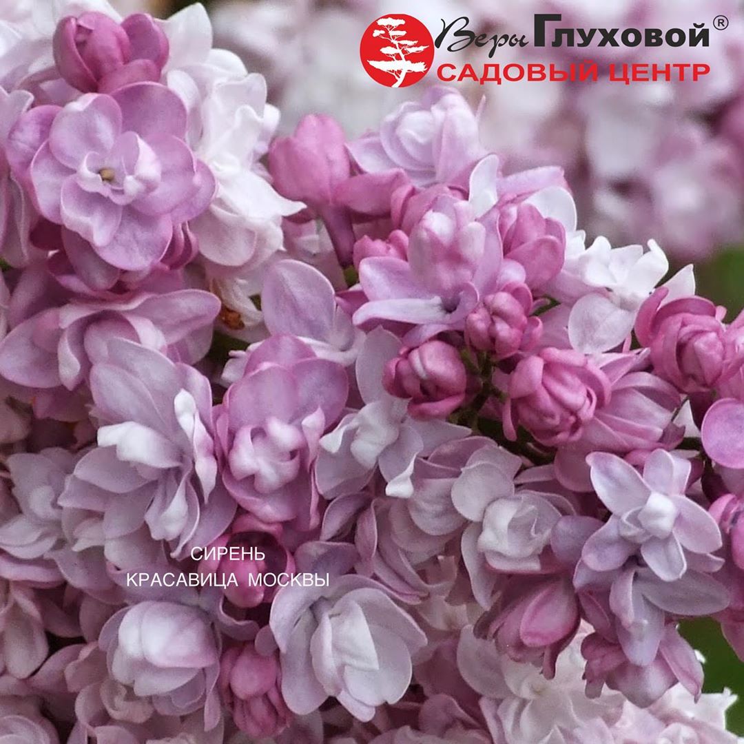 Сирень Красавица Москвы: описание Сирень Красавица Москвы: описание