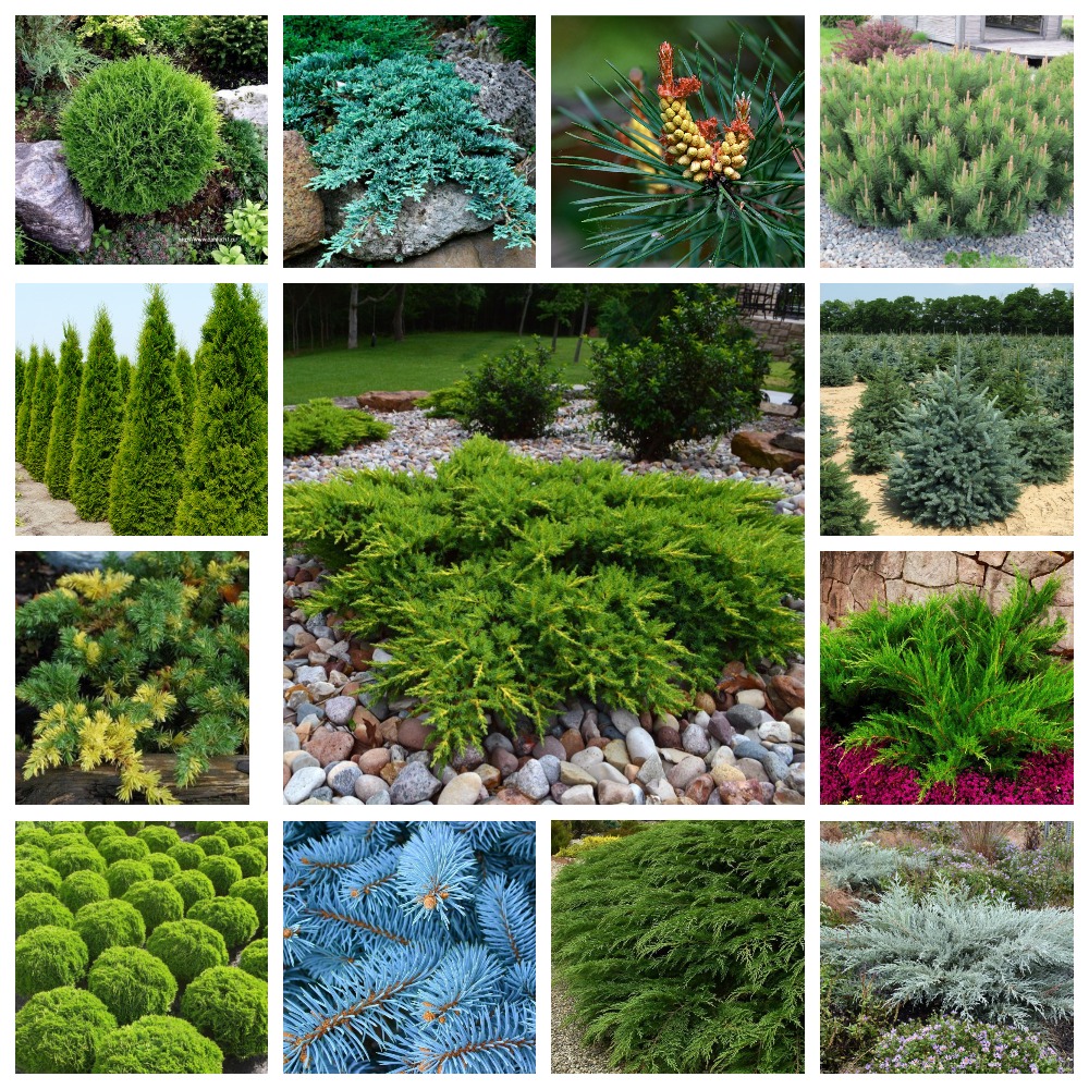 Новое поступление хвойных Новое поступление хвойных