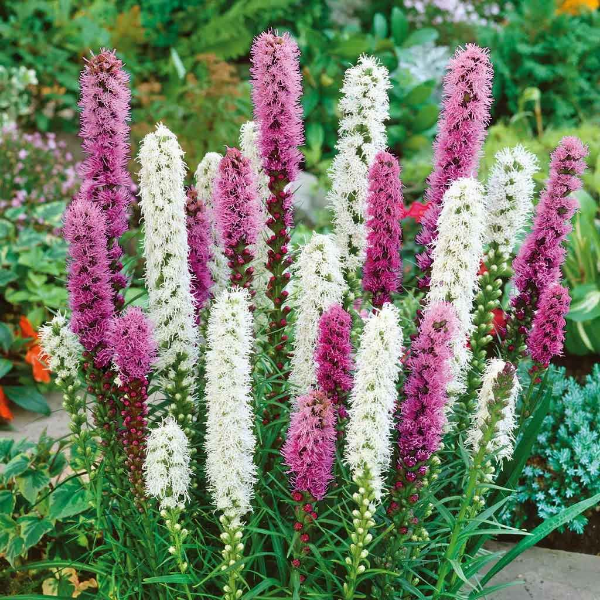 ЛИАТРИС КОЛОСКОВЫЙ Liatris spicata