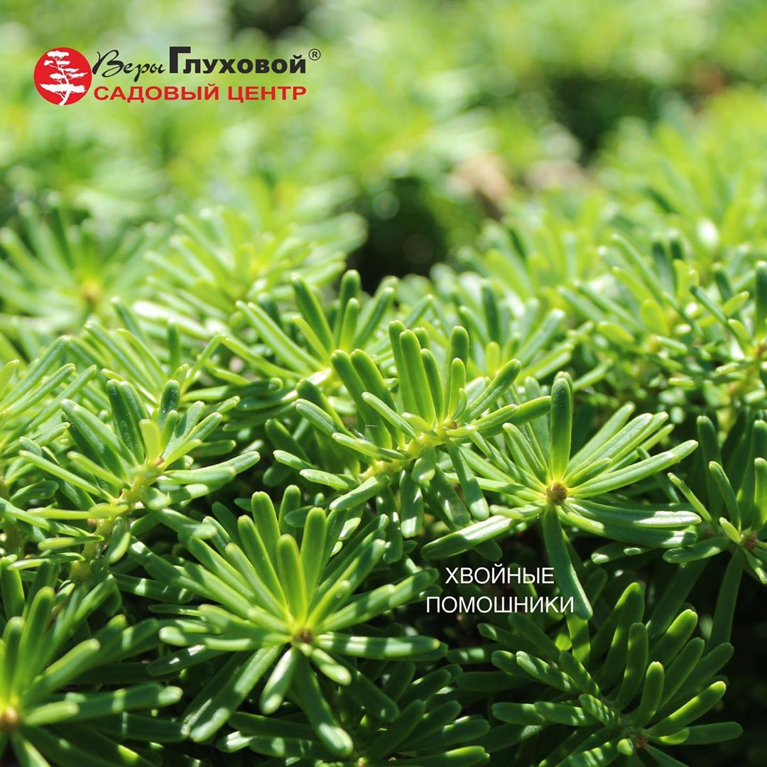 Польза хвойных растений Польза хвойных растений