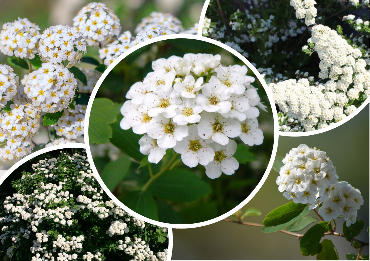 Цветение спиреи Вангутта Цветение спиреи Вангутта