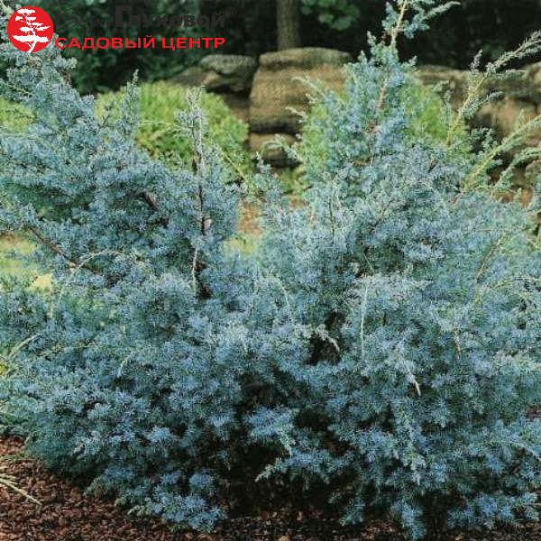 Основное изображение товара