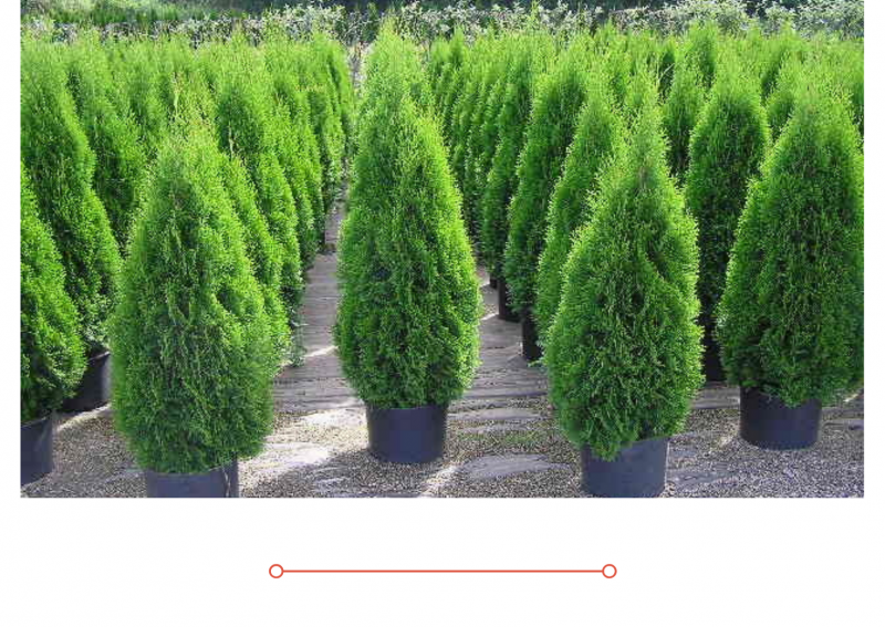 АКЦИЯ: ТУЯ СМАРАГД 40-60 см. за 590₽