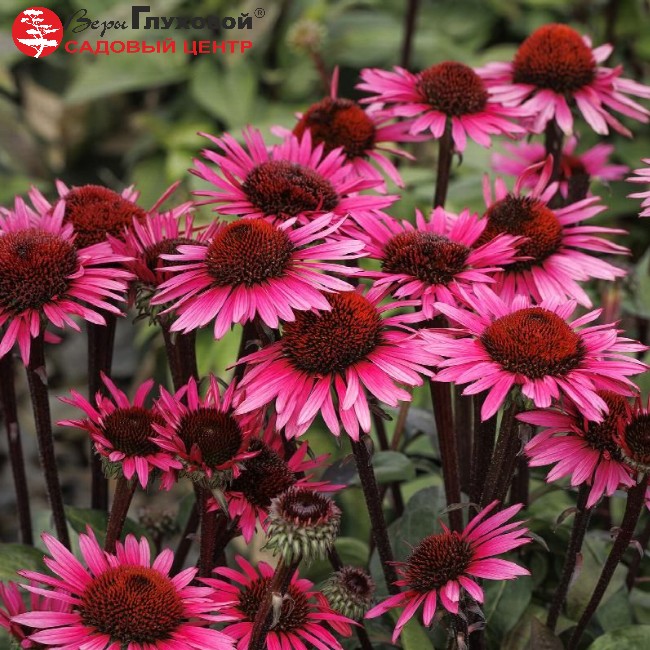 Основное изображение товара