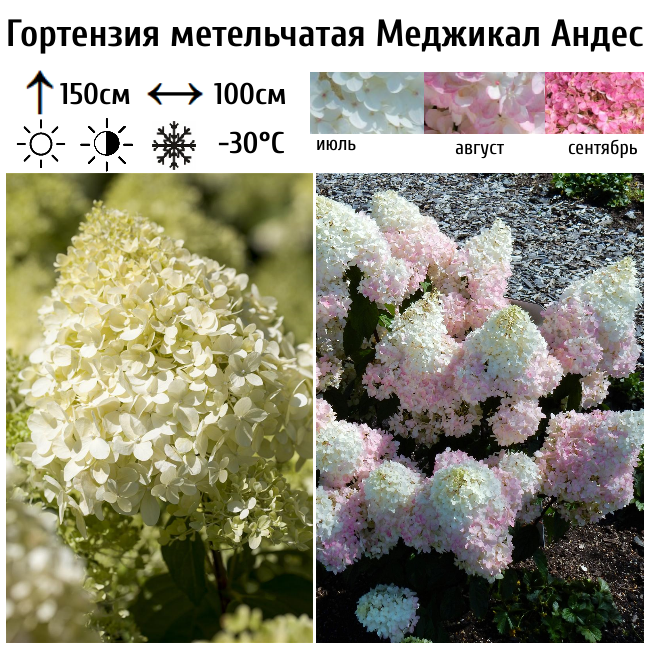 Основное изображение товара