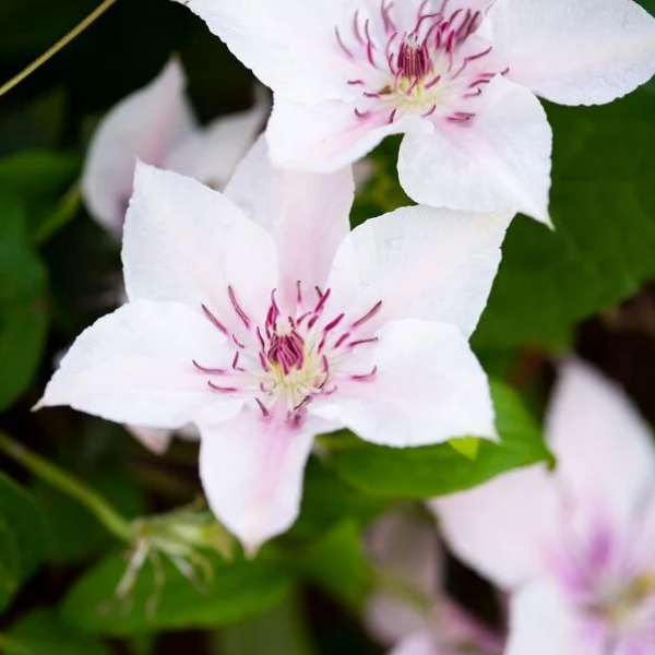 Основное изображение товара