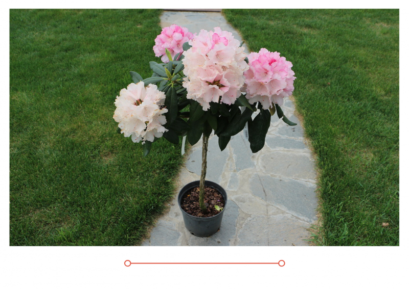 Рододендроны в продаже. Торопитесь! Количество ограничено