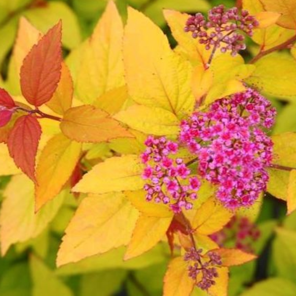 Основное изображение товара