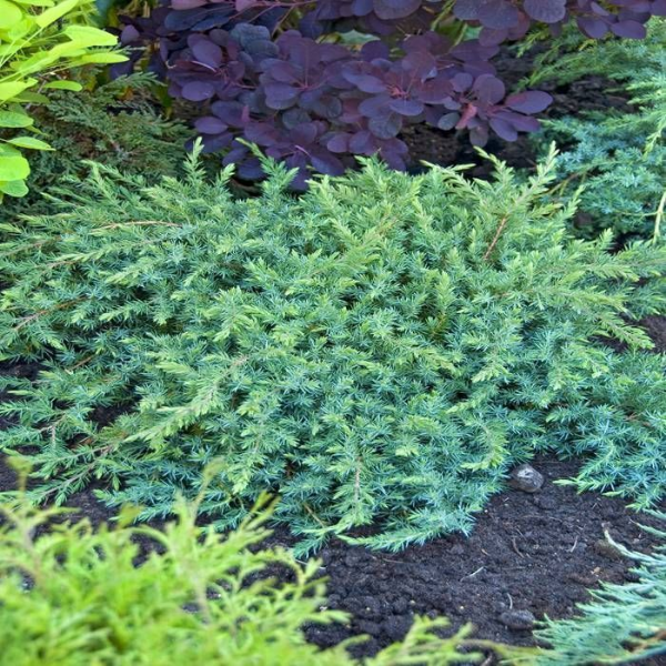 Можжевельник прибрежный Шлягер