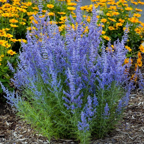 Основное изображение товара