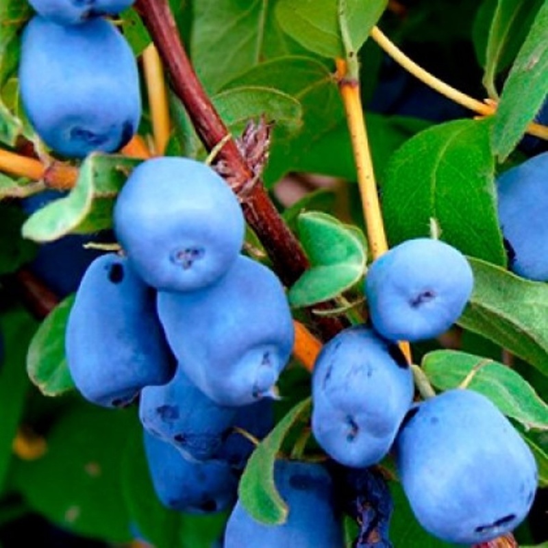 Основное изображение товара