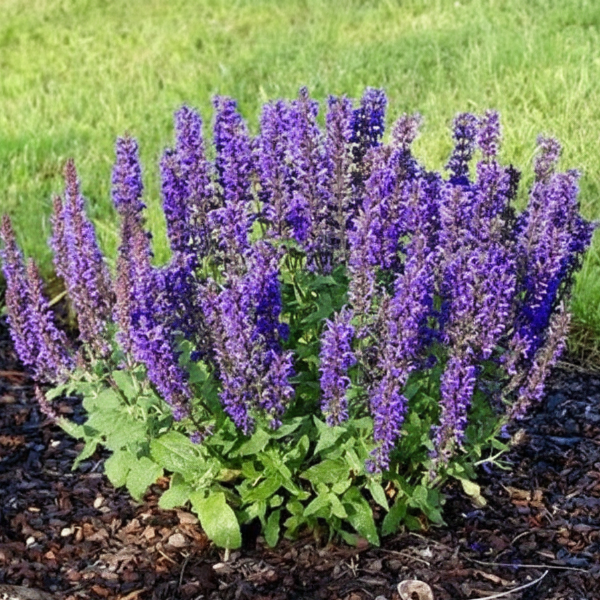 Основное изображение товара