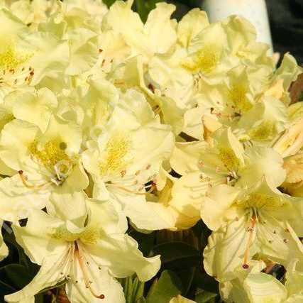 Рододендрон крупноцветковый Георг Сенд