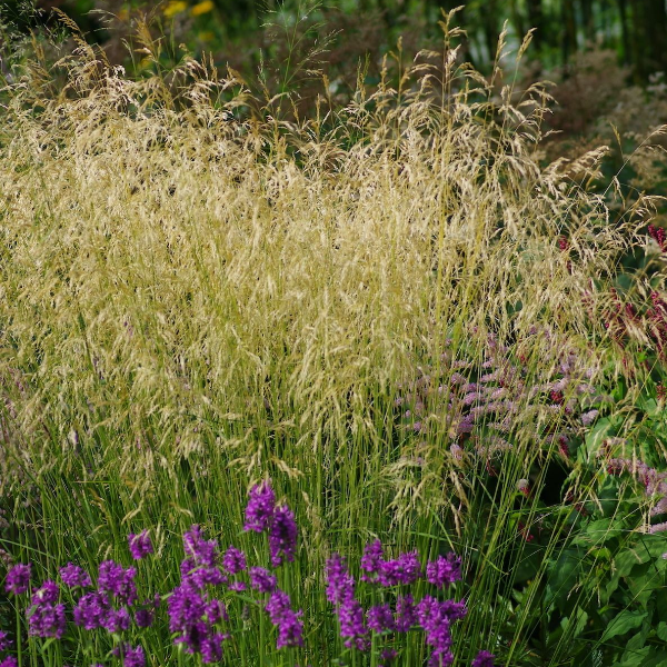 Основное изображение товара