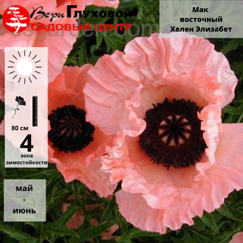 Основное изображение товара