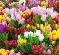 Тюльпаны в нашем садовом центре