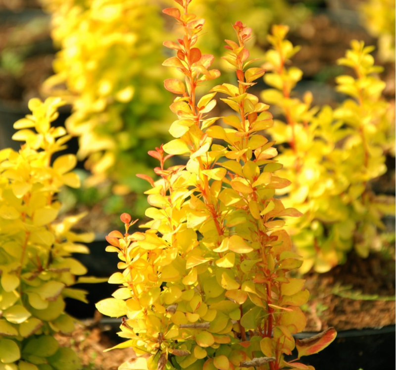 Основное изображение товара