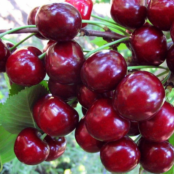 Вишня Жуковская (средний сорт) 5-летка